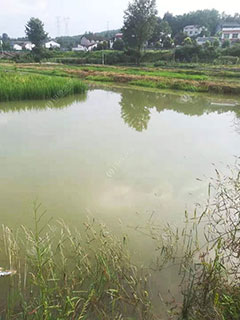 宜昌龙虾养殖塘