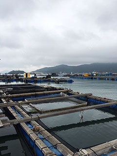 阳江海陵岛鱼排