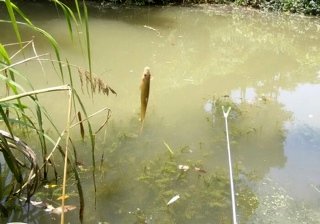 舟山梓岙河