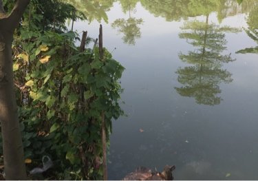 中山白鲤钓场