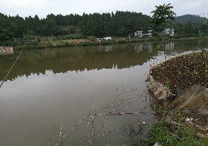 资阳花房子鱼塘