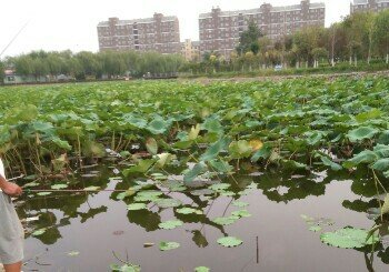 德州苦水马庄池塘