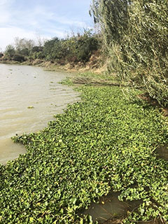 阜阳洪河