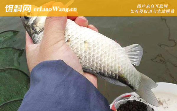 春季钓鱼有什么技巧-溜鱼