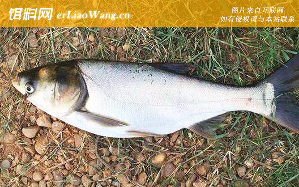 翘嘴鱼:鲢鳙鱼