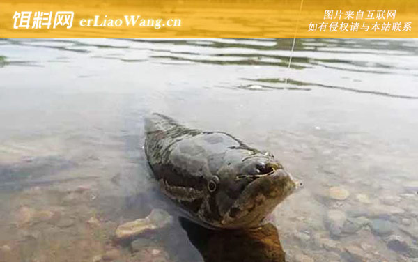 传统钓黑鱼有什么技巧-钓具