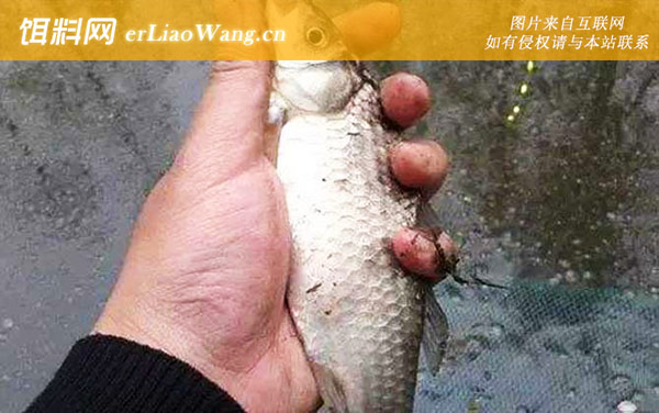 传统钓:灵钝