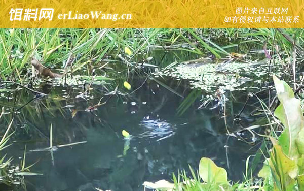 七星漂如何判断鱼上钩了-点漂