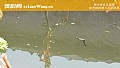 《七星漂单钩通线怎么调漂?》封面图