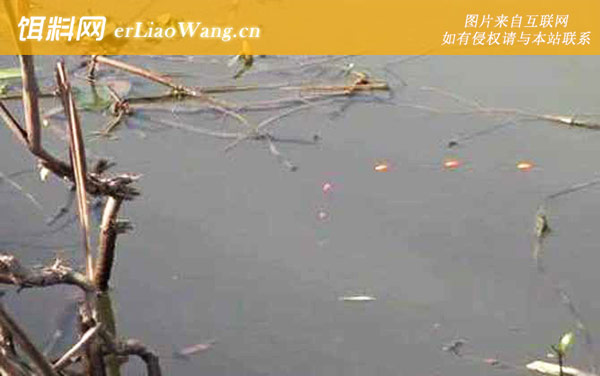 七星漂:挂饵试钓