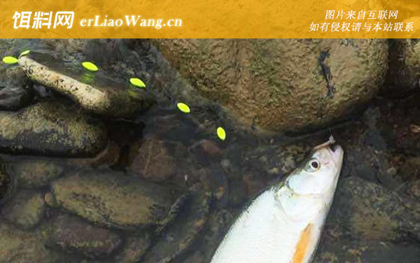 七星漂:注意事项