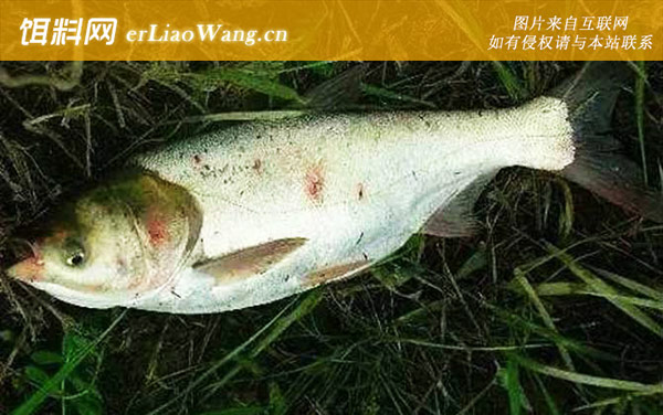 钓鱼漂相口诀及提竿时机-鲢鳙