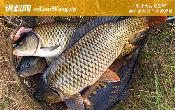 谷麦钓法:注意事项