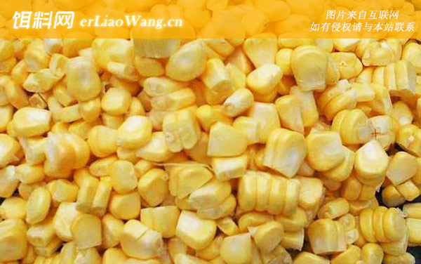 嫩玉米:草鱼饵