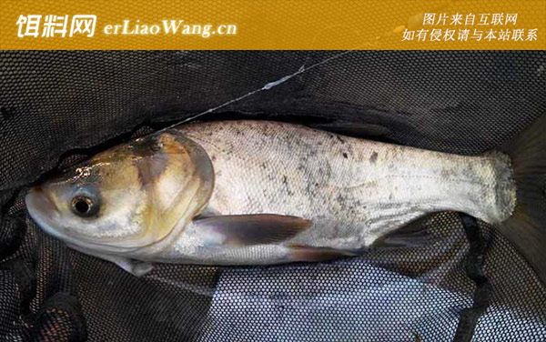 鲮鱼:鲢鳙