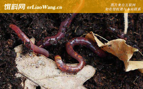 蚯蚓:喜酸甜