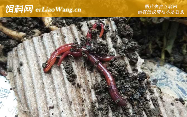 蚯蚓养殖:养殖技巧
