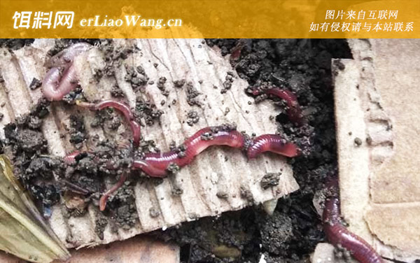 家养蚯蚓:种蚓选择