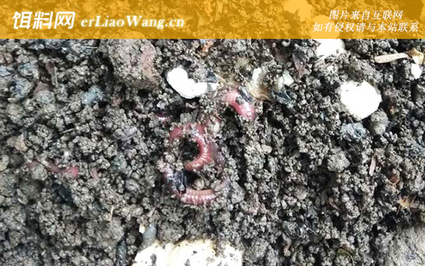 蚯蚓:蚯蚓有哪些养殖价值？