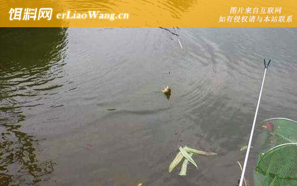 台钓:饵料不同