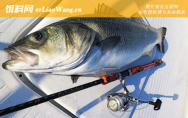 海钓:钓具配备