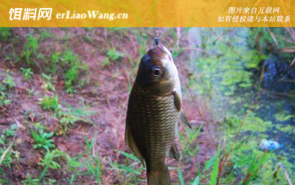 传统钓:传统钓单钩有什么优点?