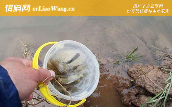 传统钓:传统钓双钩有什么优点?