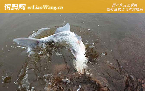 传统钓:传统钓和台钓有何区别?