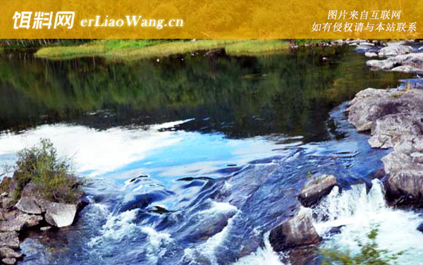 溪流钓:溪流钓能钓什么鱼?