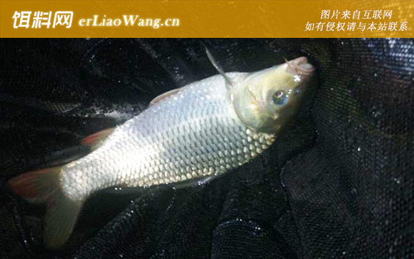 夜钓:夜钓怎么选钓位最好?