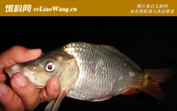 夜钓:夜钓要准备哪些钓具?