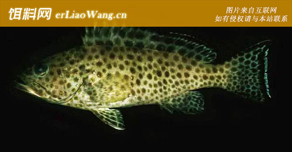 青石斑:糯米格仔)