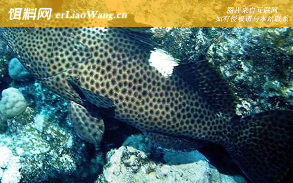 赤点石斑鱼:青鮨)