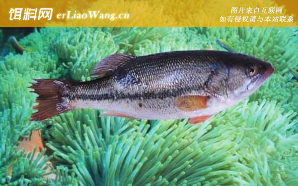 斑点九棘鲈:花鲈)