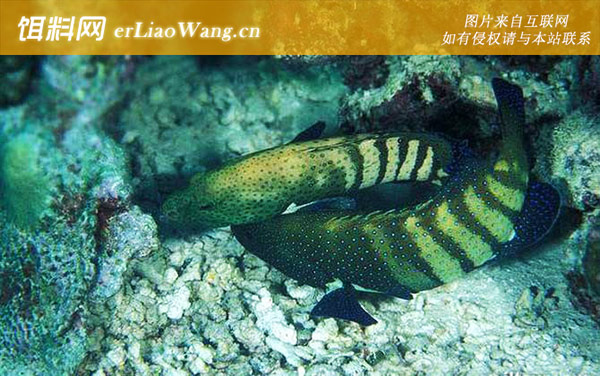 侧牙鲈:眼斑鲙)