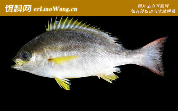 黄带魣:花生鸡鱼白狗)