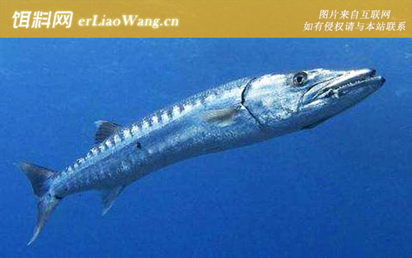 大圆颌针鱼:黄带魣(吹鱼)