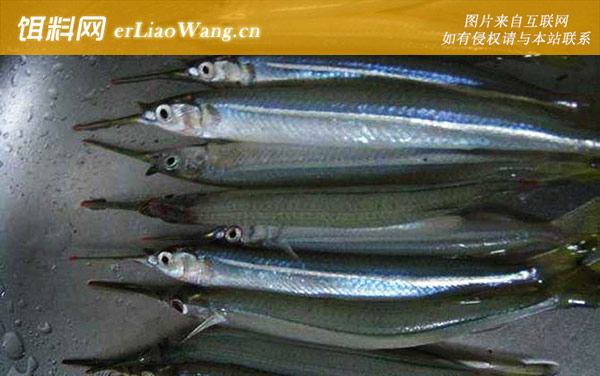 海鲫:大圆颌针鱼(颌鱼)