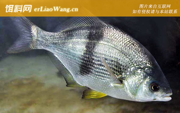 海鲫:海鲫(九九鱼)