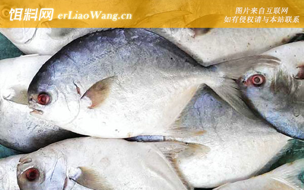 银鲳:海猴打铁皮)