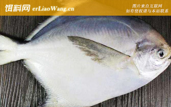 五带豆娘鱼:鲳扁鱼镜鱼)