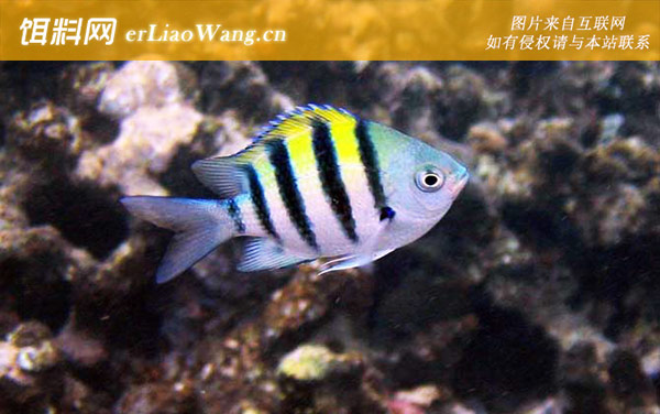 蓝点马鲛鱼:五带豆娘鱼(雀鲷)