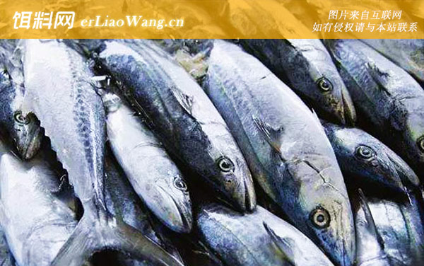 长条蛇鲻:马鲛鱼)