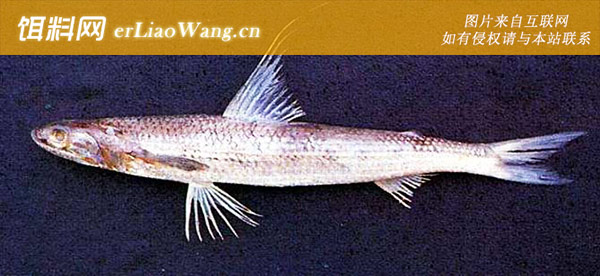 星斑裸颊鲷:大丁九贪)