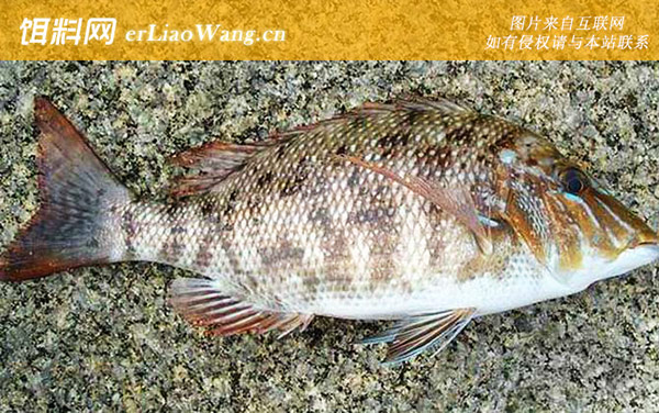 五带笛鲷:星斑裸颊鲷(连尖)