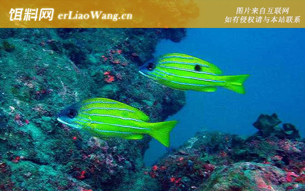 千年笛鲷:五带笛鲷(大尾赤鼻仔)