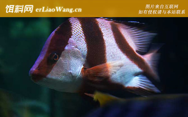 斜鳞鲷:千年鲷)