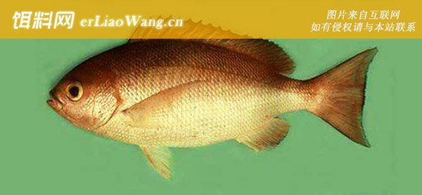 四带笛鲷:斜鳞鲷(斜鳞笛鲷)