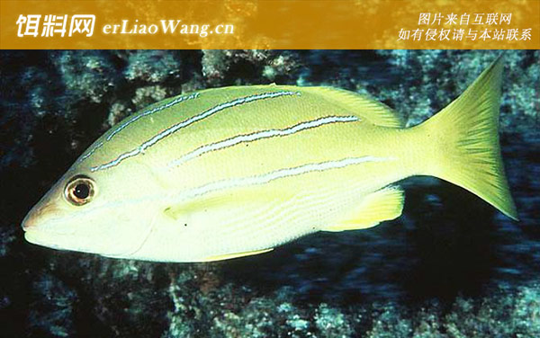 金焰笛鲷:四带笛鲷