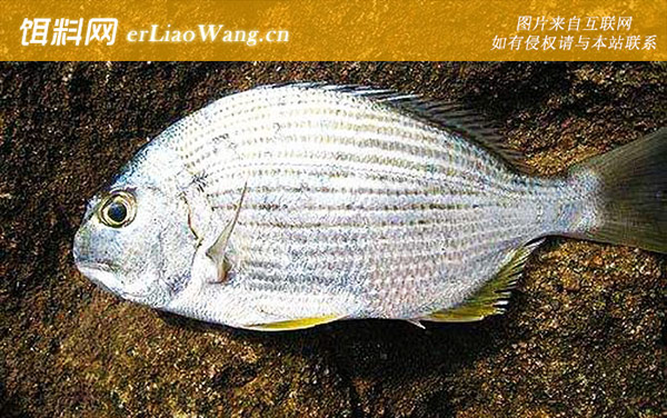 大黄鱼:黑加吉乌格鱼海鲋)